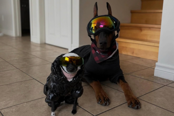 Deux chiens costumés, dont un avec des lunettes de ski, posent sur le carrelage à l’intérieur d’un chalet de Chalets Lanaudière.