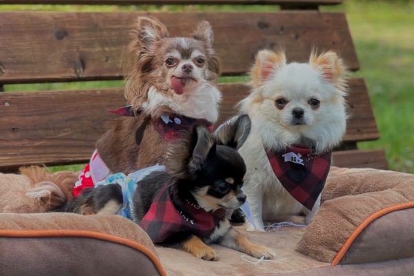 Quatre petits chiens portant des foulards colorés se reposent ensemble sur des coussins dans un cadre de plein air.