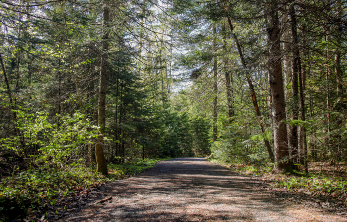 Sentier forestier bordé d’arbres, offrant une promenade paisible près des chalets et terrains de camping de Chalets Lanaudière.