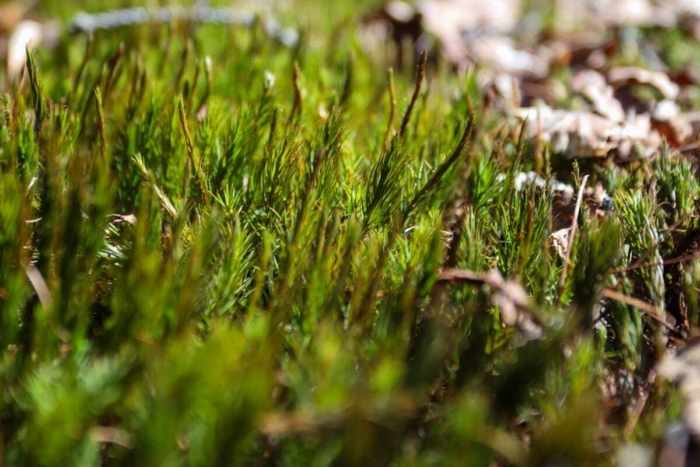 Mousse forestière luxuriante éclairée par le soleil, dans un environnement naturel près des chalets et campings de Chalets Lanaudière
