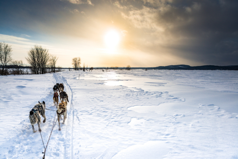 Chiens de traîneau avançant sur un lac enneigé au coucher du soleil, près des chalets et des activités hivernales de Chalets Lanaudière.