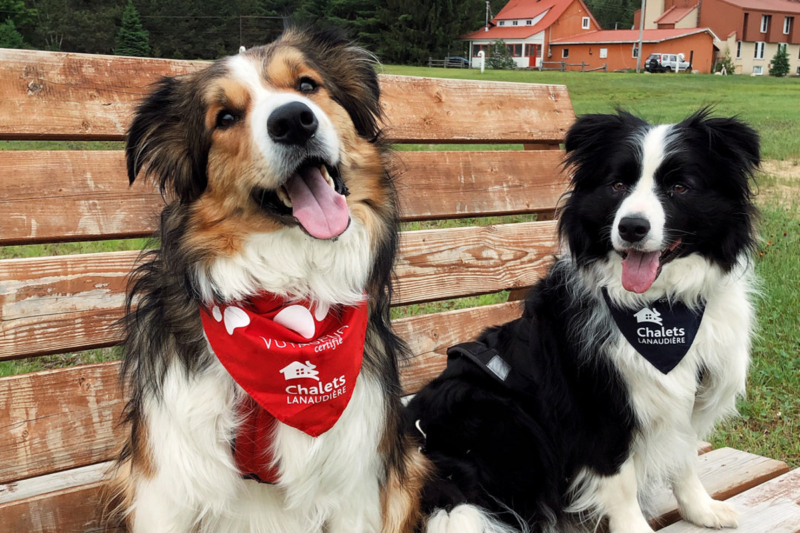 Deux chiens heureux portant des bandanas Chalets Lanaudière sur un banc, devant un chalet rouge et la forêt.