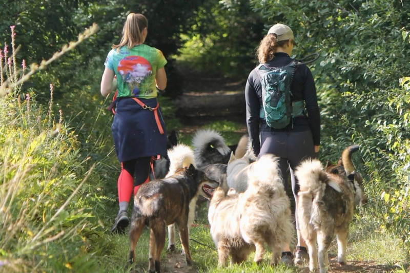 Groupe en randonnée avec plusieurs chiens sur un sentier boisé près des chalets Lanaudière.