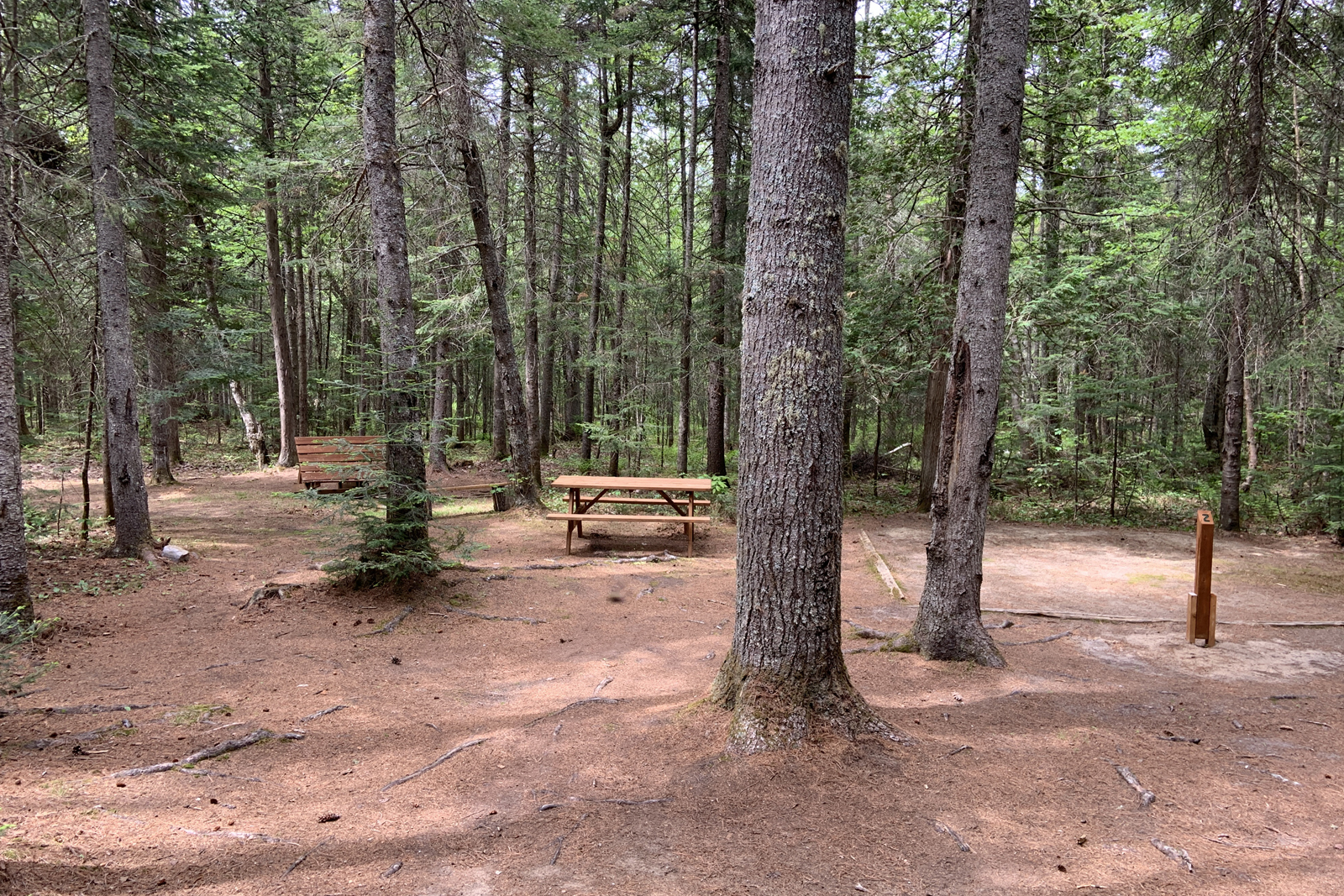 Site de camping boisée avec table à pique-nique, bancs et aire de feu.